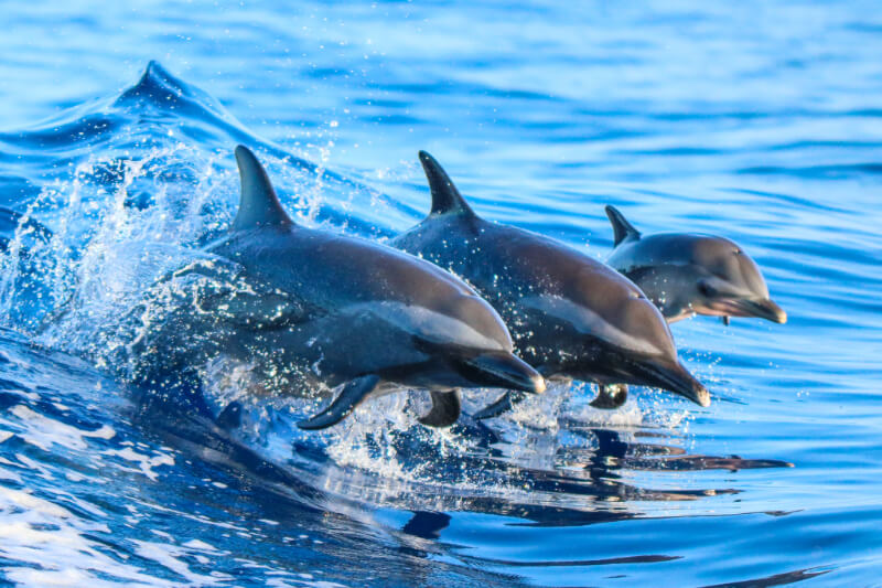 Dolphins which are common Aquarius spirit animals