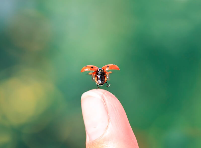 A small ladybug landing on a person's finger