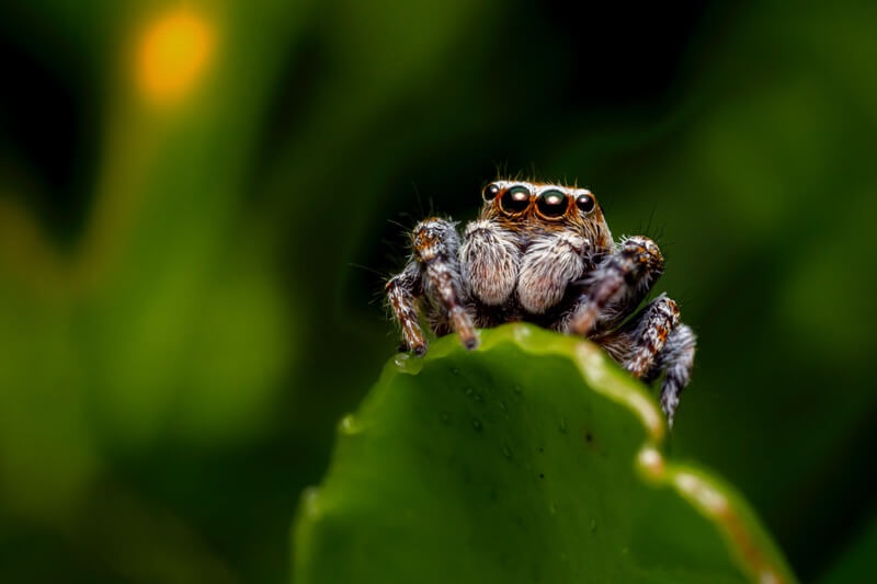 One spider making itself easy to see