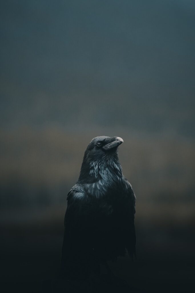 Male crow with inspiring symbolism