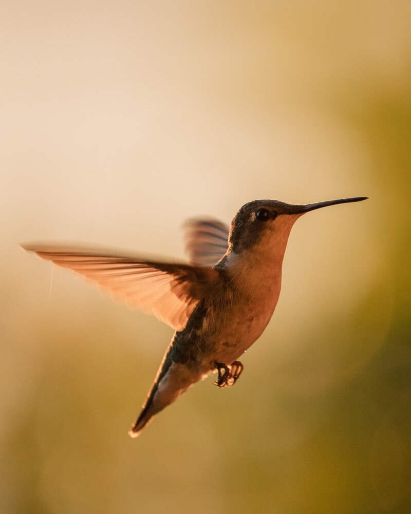 A hummingbird flying at sunset