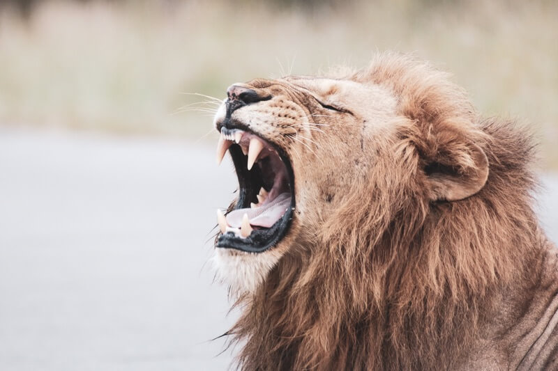 A roaring male lion