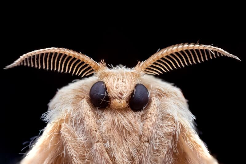 Close up view of a moth