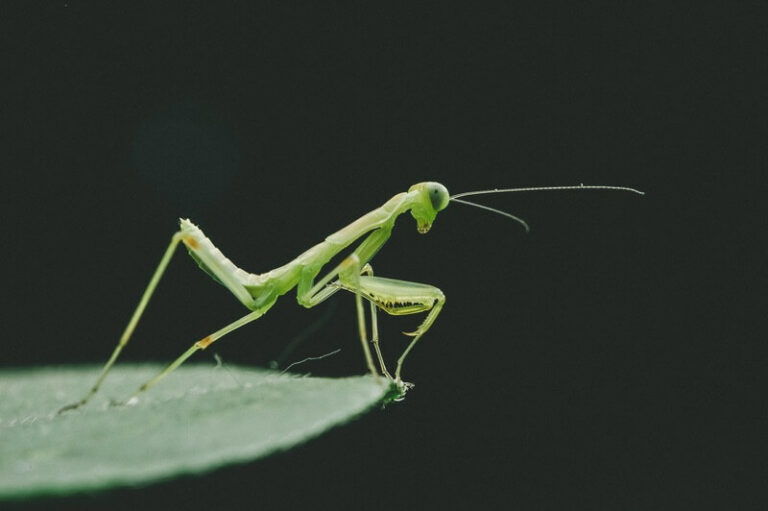 The Spiritual Meaning & Symbolism Of A Praying Mantis