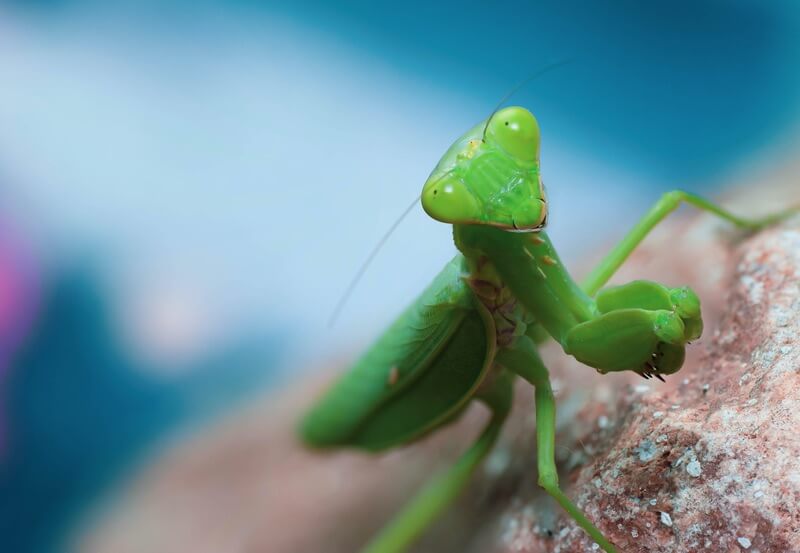 A praying mantis watching an observing its environment