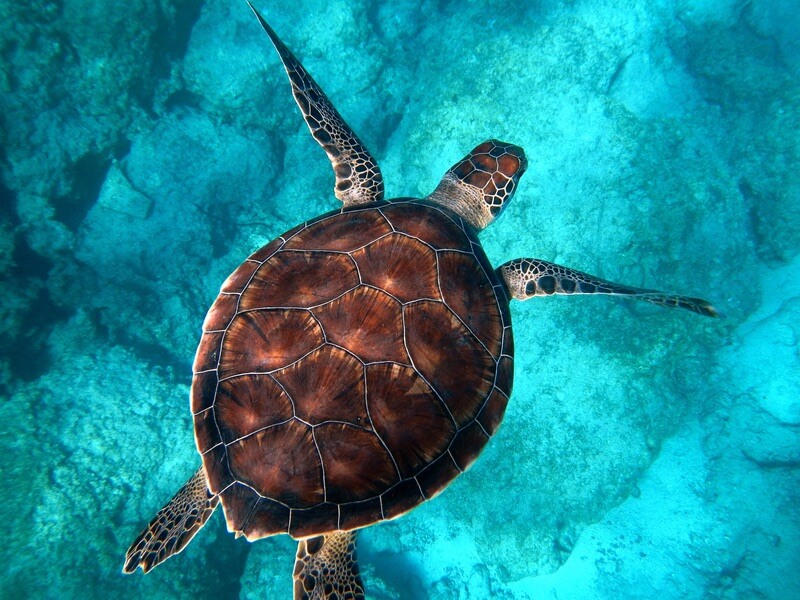 A sea turtle from above