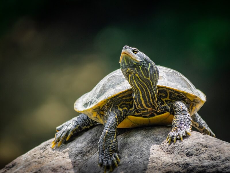 A turtle basking on land