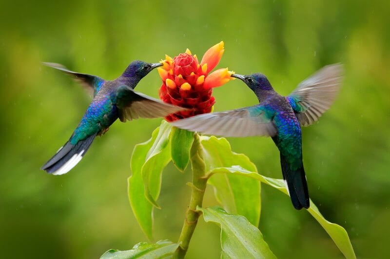 Two hummingbirds getting nectar together