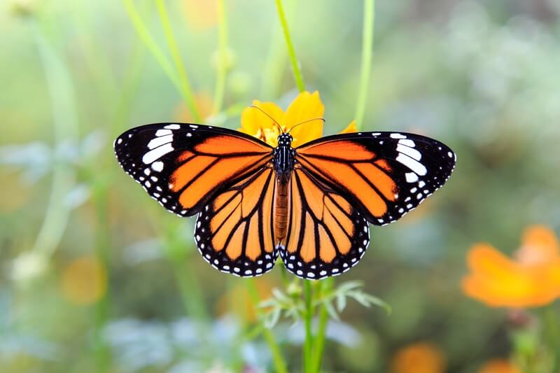 A monarch butterfly resting on a flower