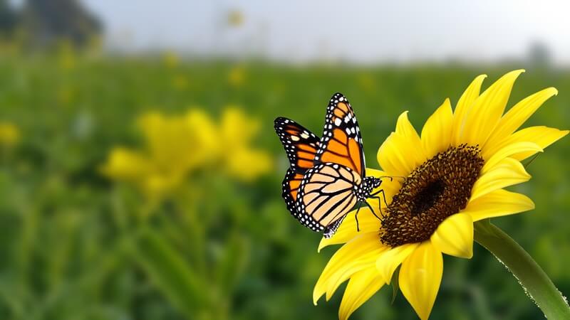 One monarch butterfly outside