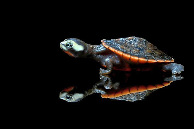 One colorful turtle walking by itself