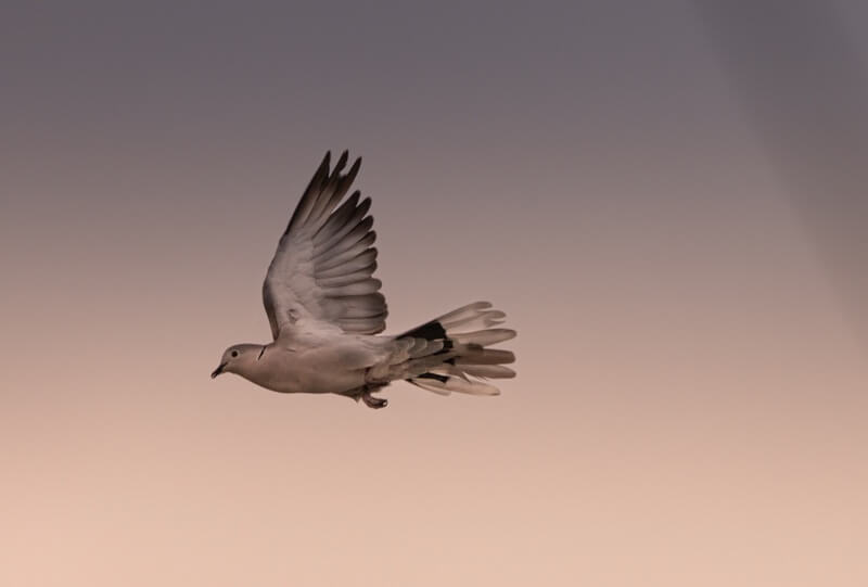 One dove flying in the evening