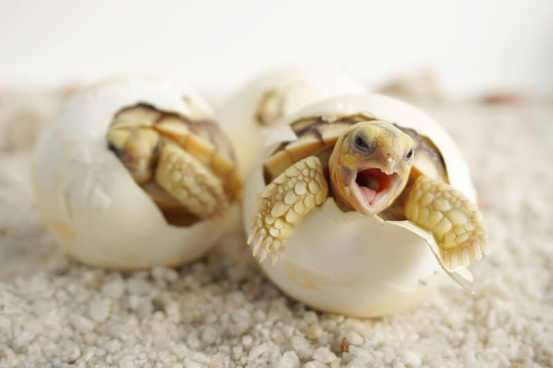 Two baby turtles hatching