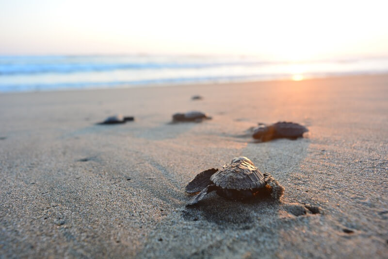 Young sea turtles crawling toward the water