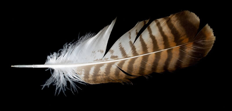 The Spiritual Meaning And Symbolism Of Hawk Feathers 2517