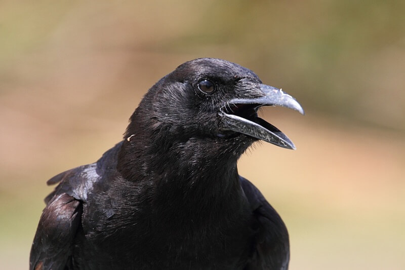 A crow being vocal in the morning