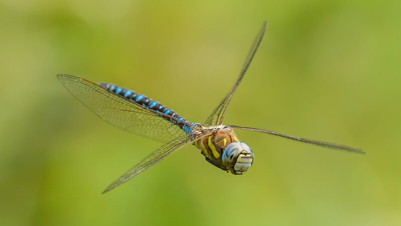 An adult dragonfly in flight