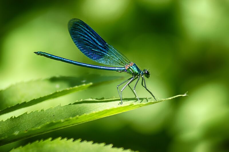 One dragonfly resting on a plant