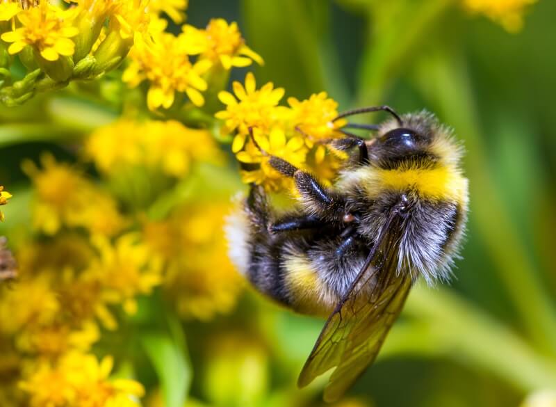 Bee looking for pollen