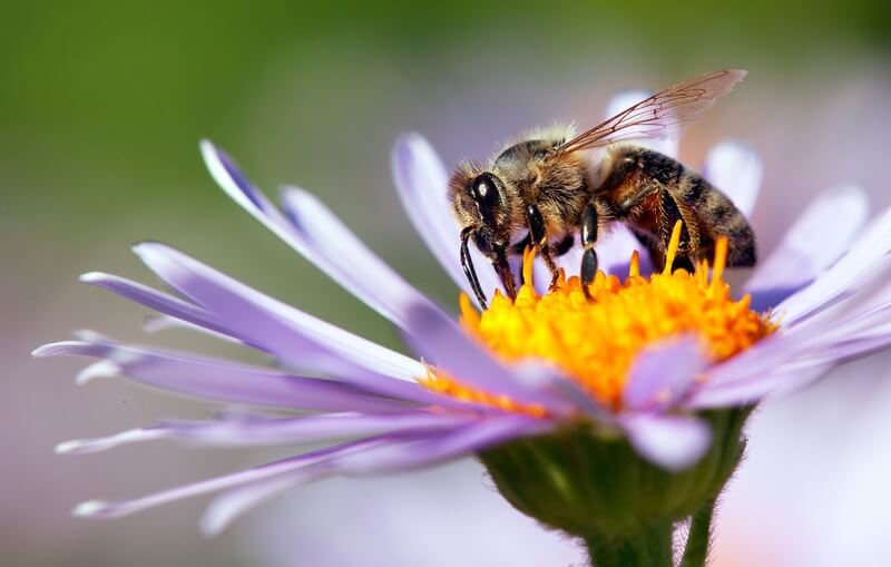 One honey bee with its symbolism on full display