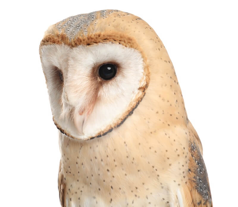 A close up view of a barn owl