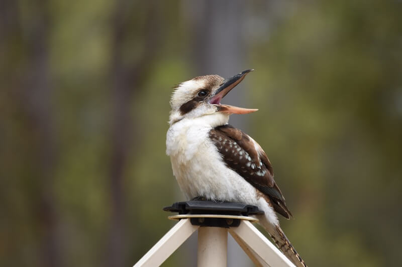 Small bird singing at night