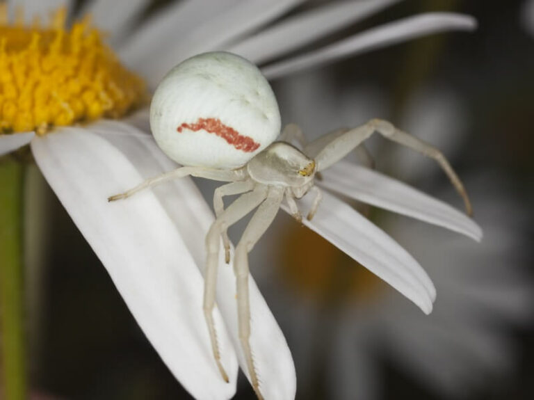 White Spider Spiritual Meaning & Symbolism Full Guide
