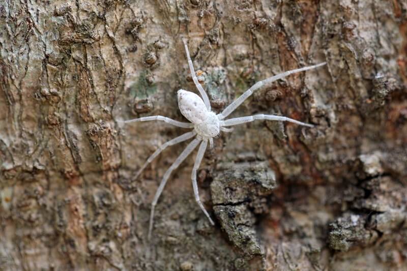 A white spider on a tree