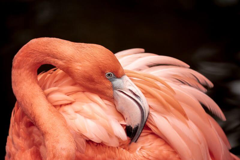 Flamingo preening its feathers