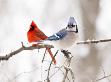 A blue jay and cardinal together in a tree