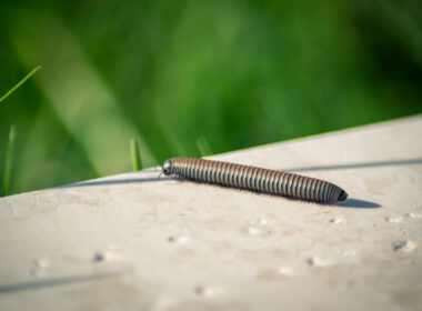 A centipede displaying its spiritual meaning and symbolism