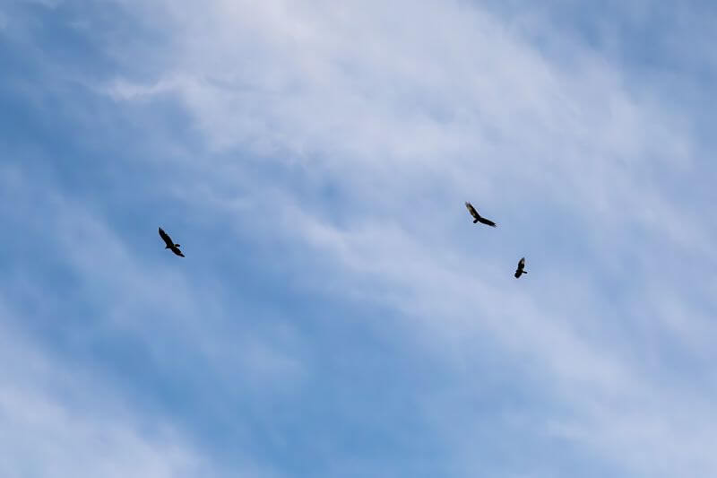 Flying vultures circling overhead