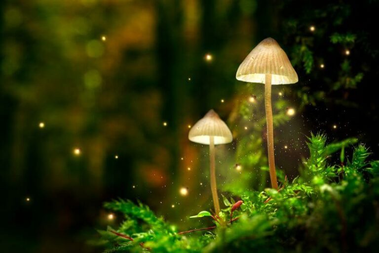 Mushroom Symbolism & Spiritual Meaning A Full Guide