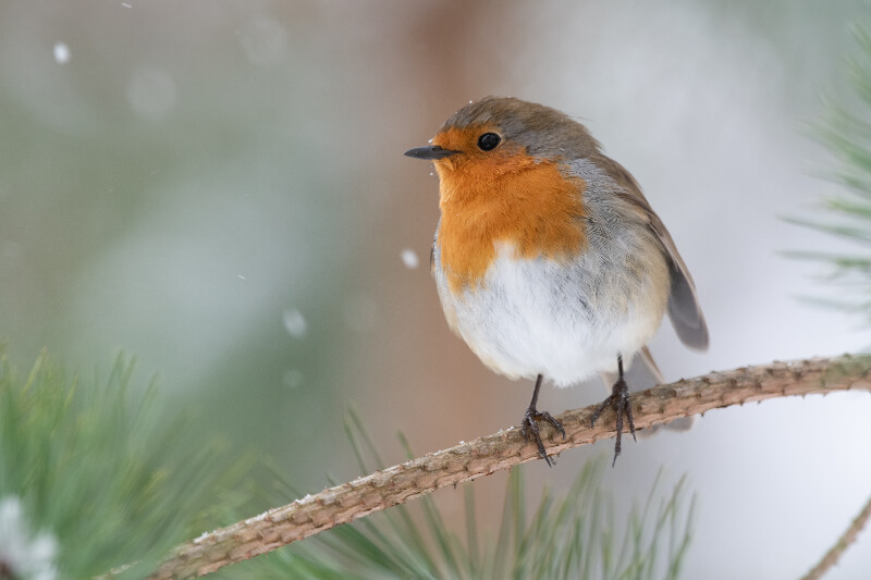 A red robin displaying its spiritual meaning