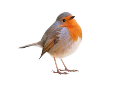 A red robin showing its positive spiritual meaning and symbolism