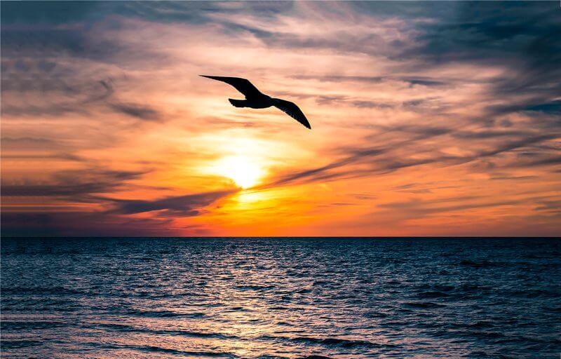 A seagull flying and demonstrating its freedom