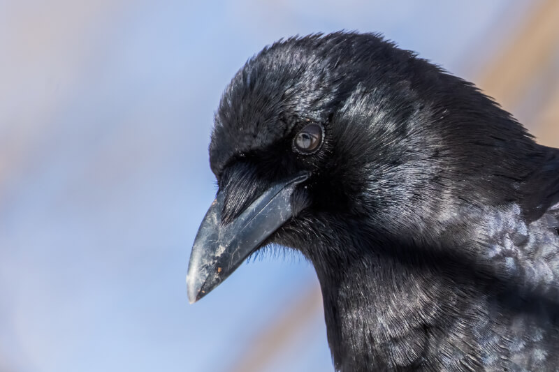 A single crow watching its environment