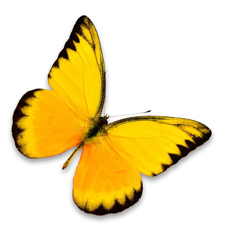 A yellow and black butterfly