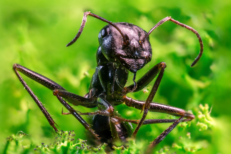 Small ant which is an animal that represents strength