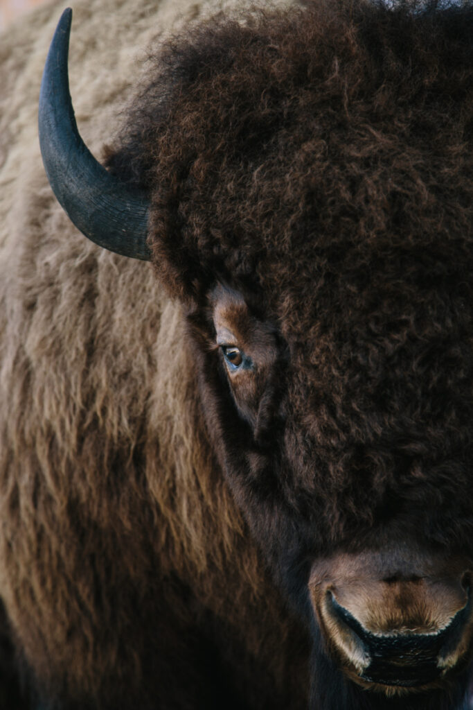 Close up portrait of a bison