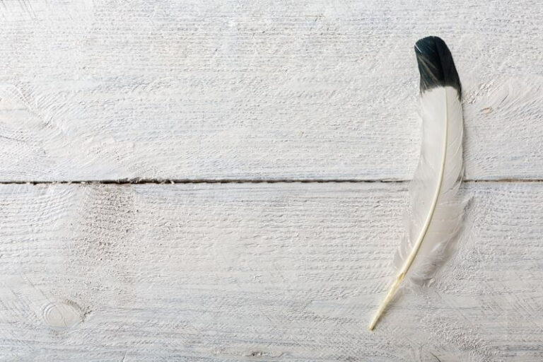 The Symbolism & Meaning Of Black & White Feathers
