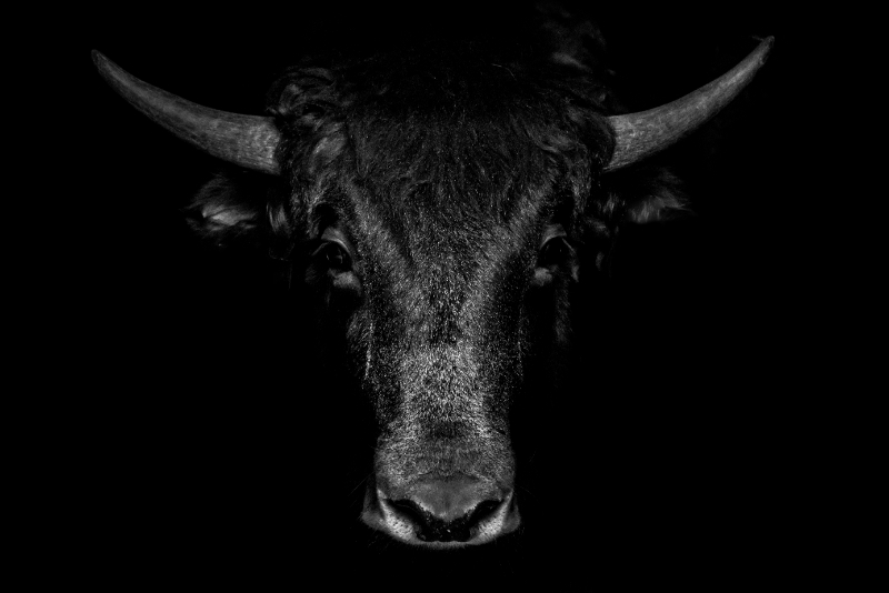 Bull looking serious