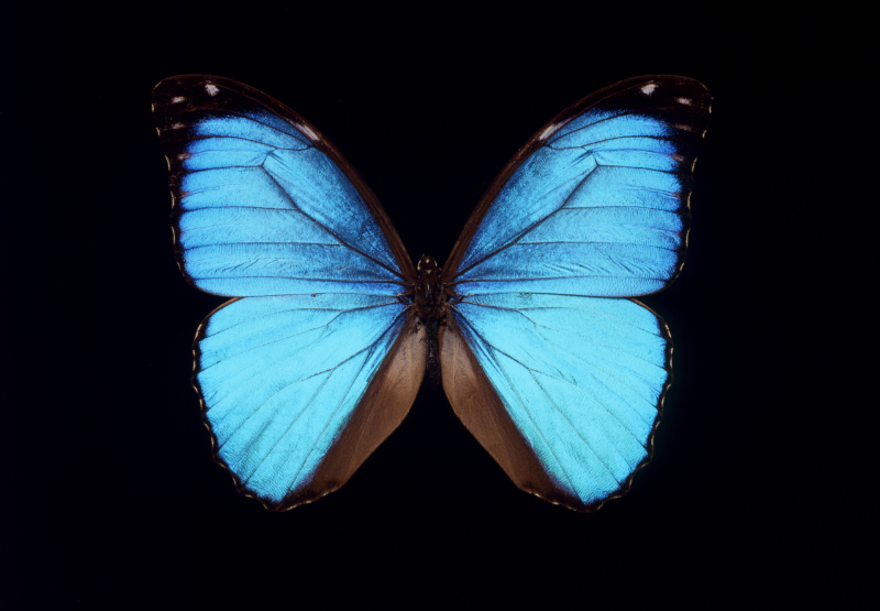 Butterfly with blue wings on a black background