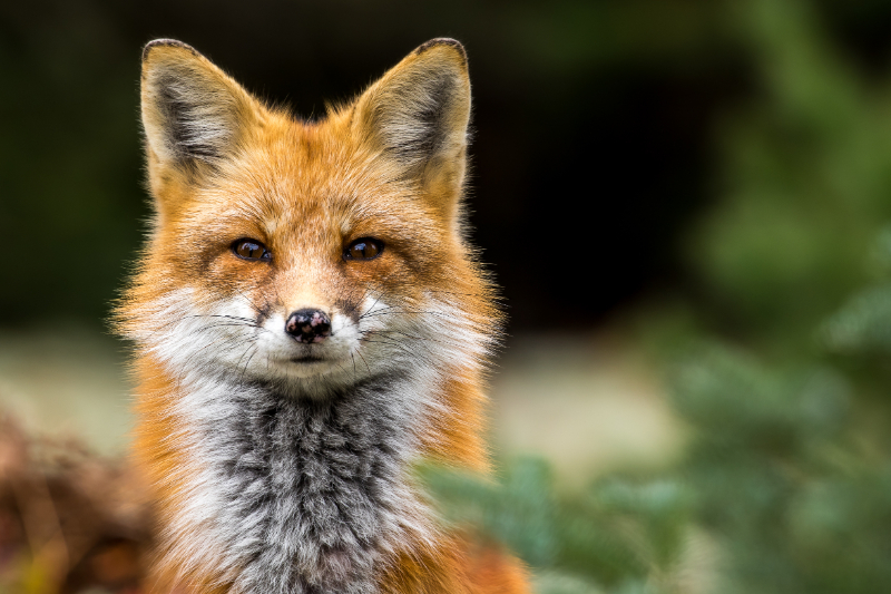 Fox looking toward the camera