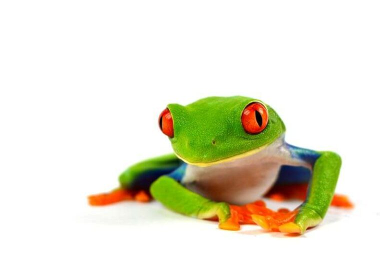 The True Spiritual Meaning Of A Frog Inside The House