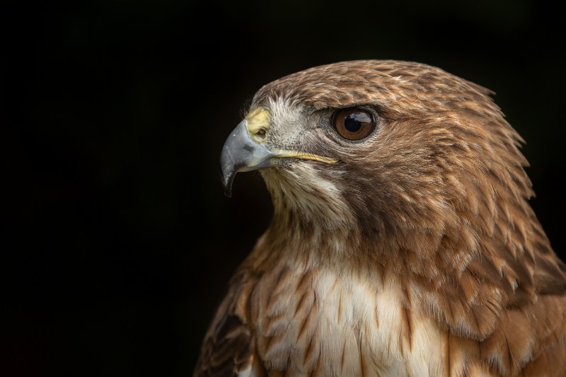 A hawk showing its strength