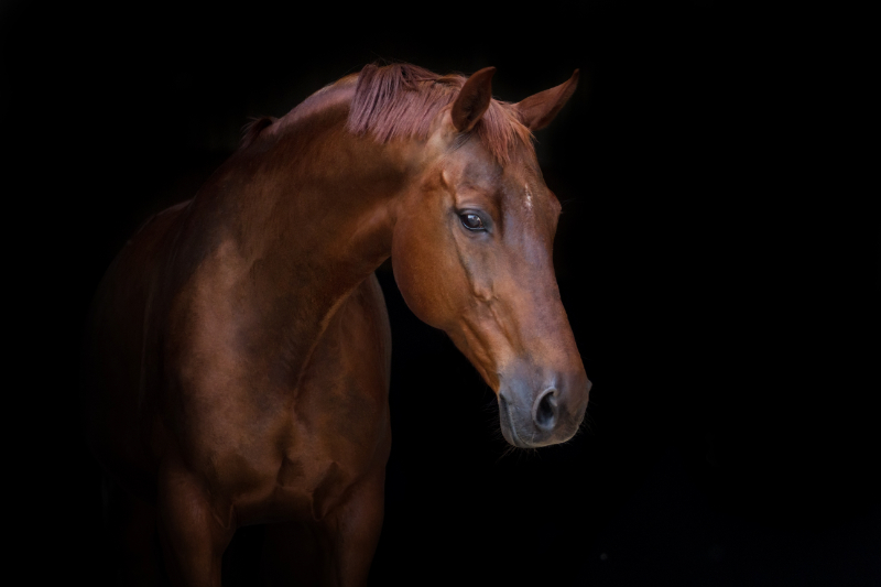 Horse animal that represents strength