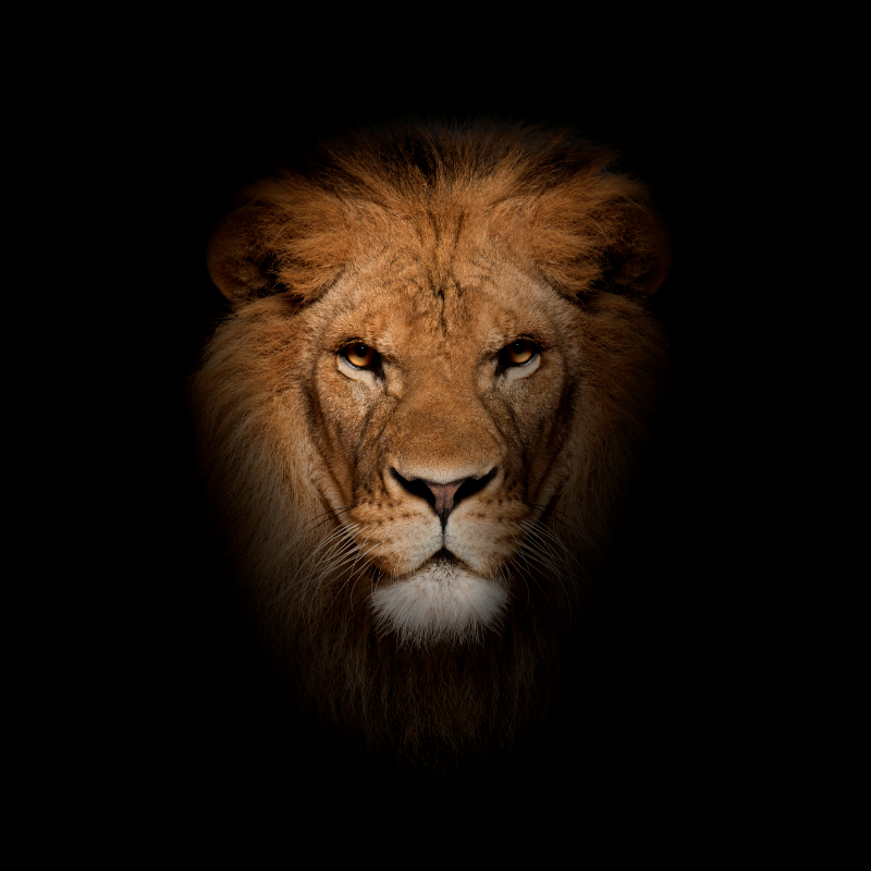 A lion animal that symbolizes strength