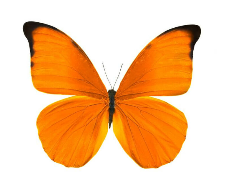 The Symbolism & Spiritual Meaning Of Orange Butterflies