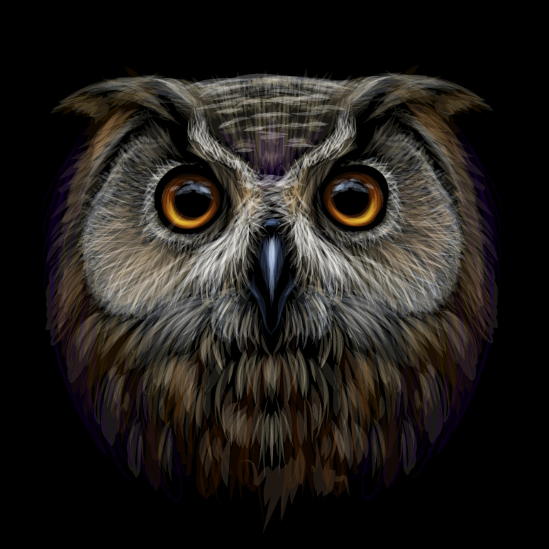 An owl portrait